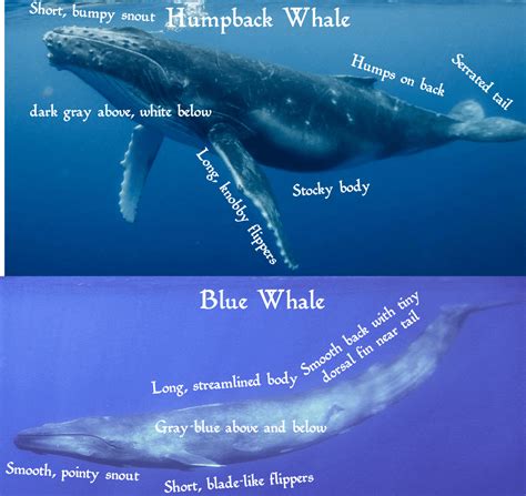 humpback whale vs blue whale