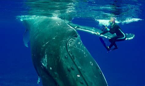 humpback whales and sharks