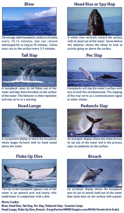 humpback whales behavior in different seasons