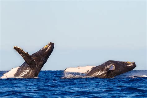 Humpback Whales in South Africa