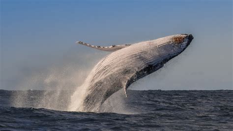 humpback whales no longer endangered