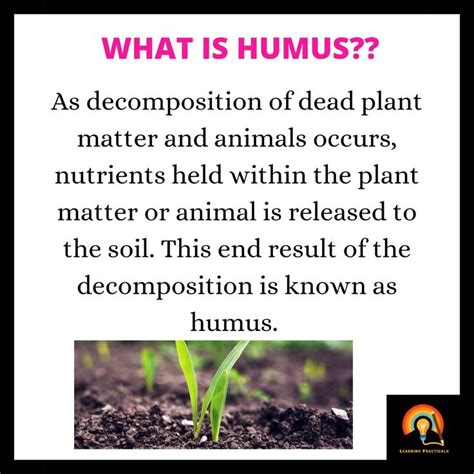Humus Definition Class 7