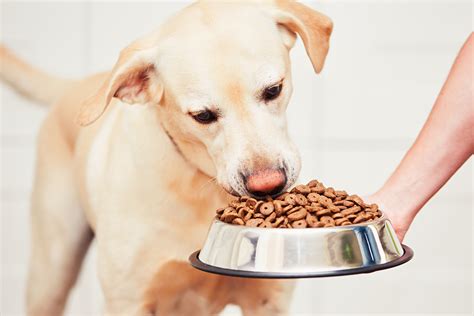 Was füttere ich beim Hund bei übersäuertem Magen?