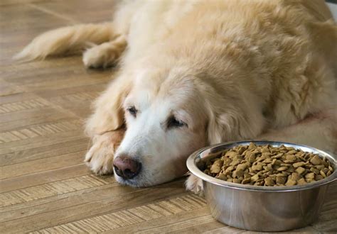 Tipps zur Fütterung alte Hunde