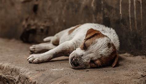 Hund: Familie muss sich nach Flucht vor Ukraine-Krieg von Tier trennen