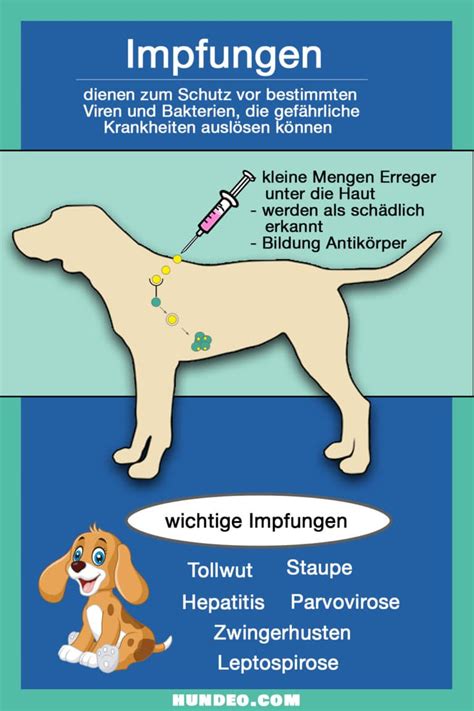 Die wichtigsten Fakten zur optimalen HundeImpfung DogcatpetDogcatpet