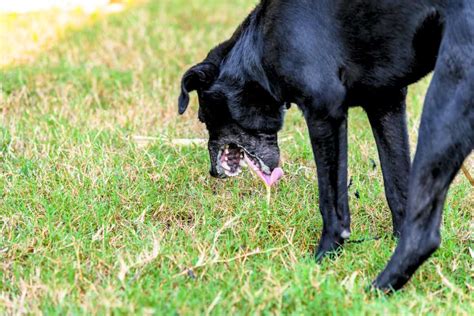 Why dogs throw up yellow bile