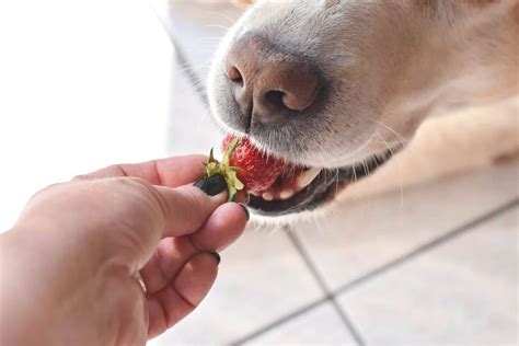 Können Hunde Erdbeeren essen? Sind Erdbeeren sicher für Hunde