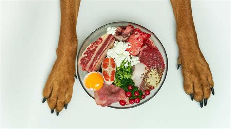 What is the Best Dog Food for Diarrhea? K9 Web