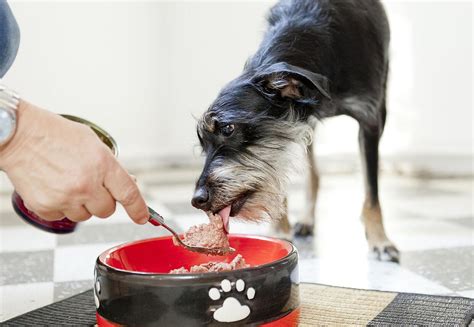 Hunde richtig füttern das sollte beachtet werden » futalis.de