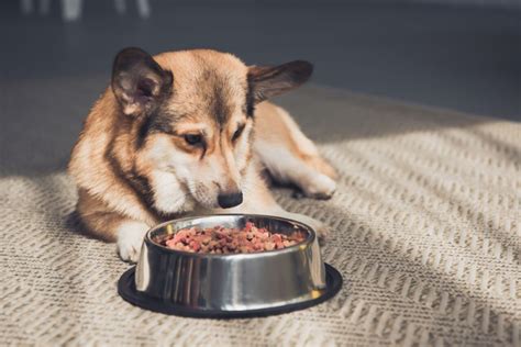 Frisst Ihr Hund nicht? Appetitlosigkeit beim Hund kann ein Anzeichen