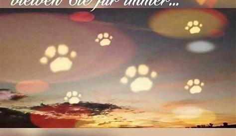 regenbogenbrücke hund gedicht – Google-Suche | Sprüche trauer