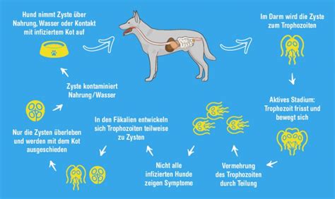 Giardien beim Hund Symptome, Ursachen & Behandlung zooplus