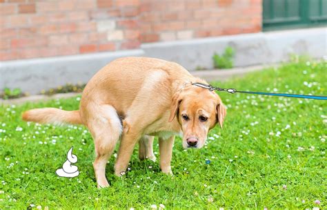 Vomiting and Diarrhea in Dogs CannaPet