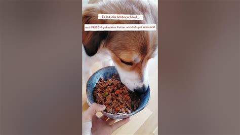 Hunde auf Diät Können kalorienarme Rezepte helfen? mammaly