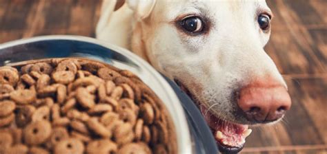 Trockenfutter ist schädlich Hundefutter Test