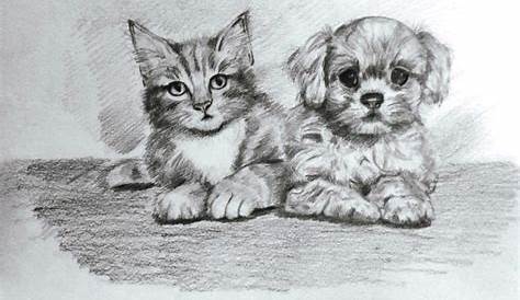 Zeichnung Hund und Katze - Katze, Polychromos, Zeichnung, Hund von