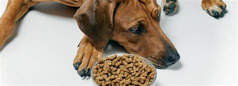 Hund verweigert Futter, frisst aber Leckerlis Ursachen & Lösung