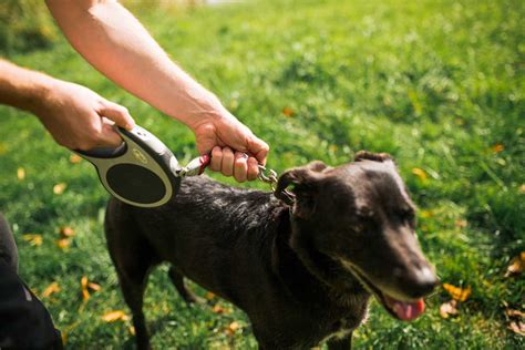 Hund zieht an der Leine Leinenführigkeit trainieren und Ziehen