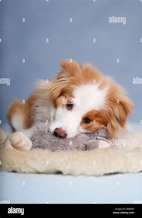 Hund auf Teppich ePuzzle Fotopuzzle
