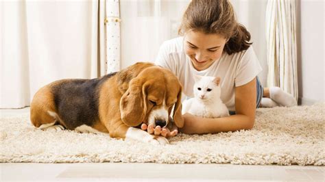 Lieber Große Täuschung Knöchel hund leckt ständig den teppich ab Zoo 10