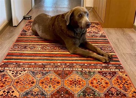 Computerspiele spielen Siedler Kiefer hund scharrt auf teppich Hingeben