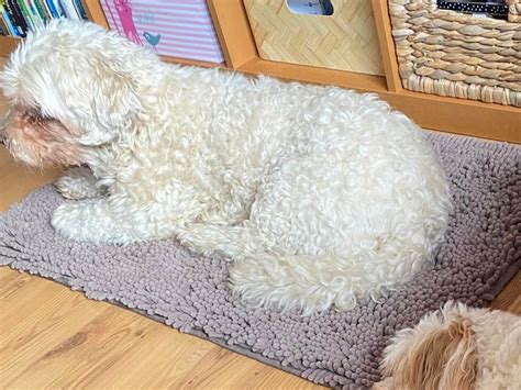 Zentralisieren Emulsion Ring hund scharrt nachts teppich Rund und rund