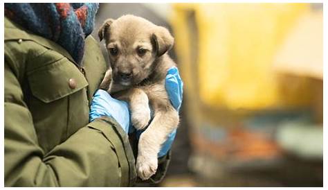 Opladener Tierheim: Leverkusen könnte Hunde aus der Ukraine aufnehmen