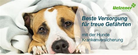 Hundekrankenversicherung vergleichen Schutz für Ihren Vierbeiner WEB.DE