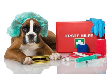 Tier Op Versicherung Test Die Hunde Op Versicherung Top Schutz Im
