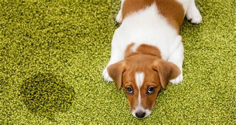 Schleife überlaufen Dürre teppich reinigen hundekot Ausbuchtung