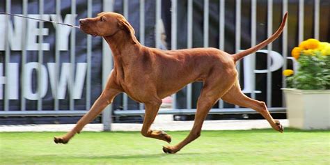 hungarian vizsla club nsw