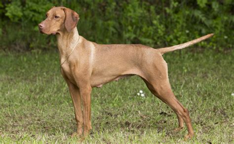 hungarian vizsla club uk