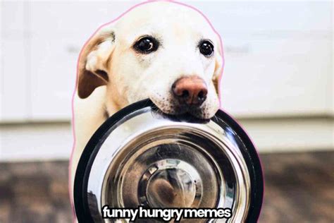 Me When I'm Hungry vs After l'Ve Eaten Accurate Hungry Meme on SIZZLE