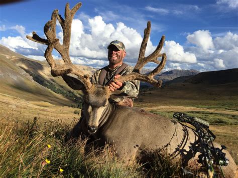 hunting big mule deer