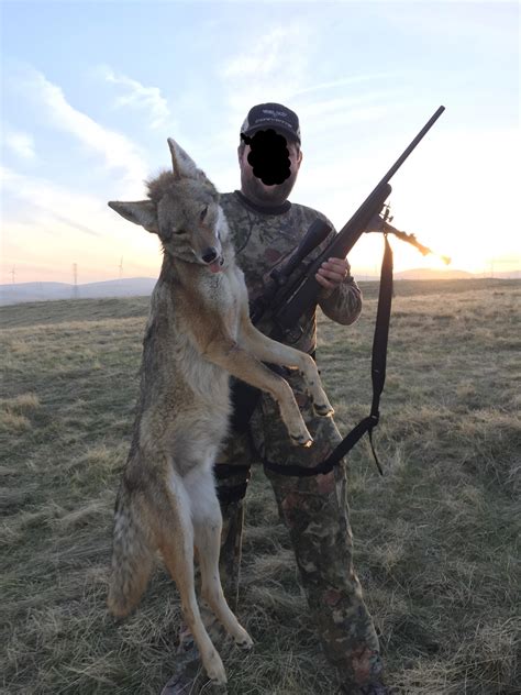 hunting coyotes in california