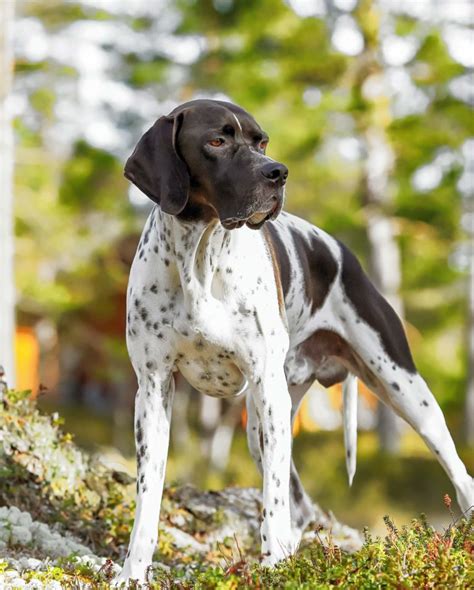 hunting dog breeds that are good with kids