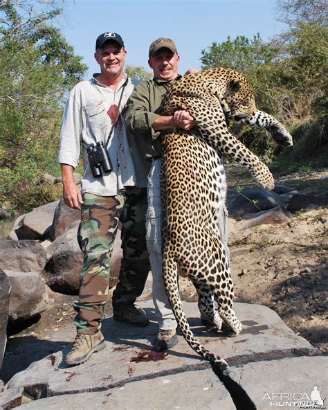 hunting leopard in africa