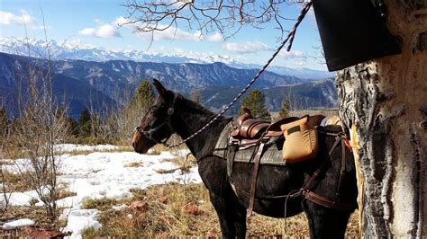 Hunting Pack Mules