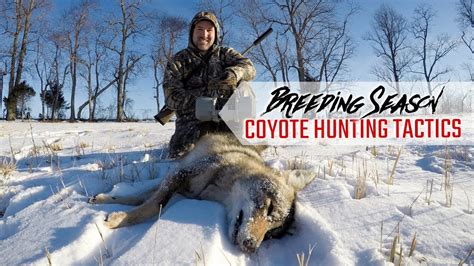 hunting season for coyotes