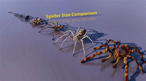 huntsman spider size comparison