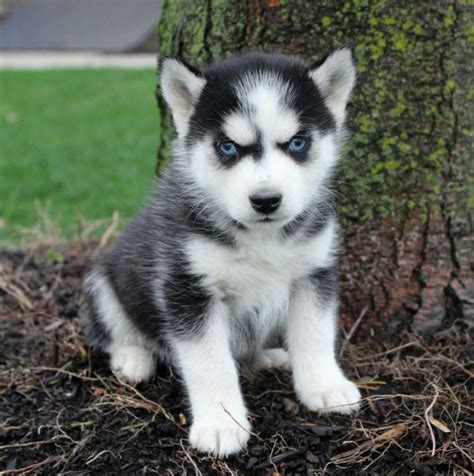 Husky Sibérien caractère, origine, prix, éducation et conseils Race