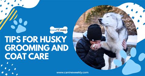 Husky Coat Maintenance