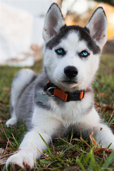 husky puppy