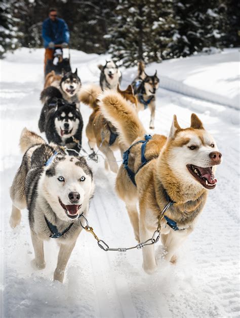 husky sled dogs