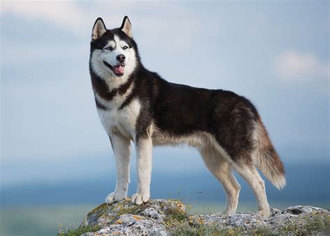 husky type dogs