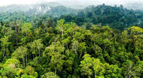 hutan