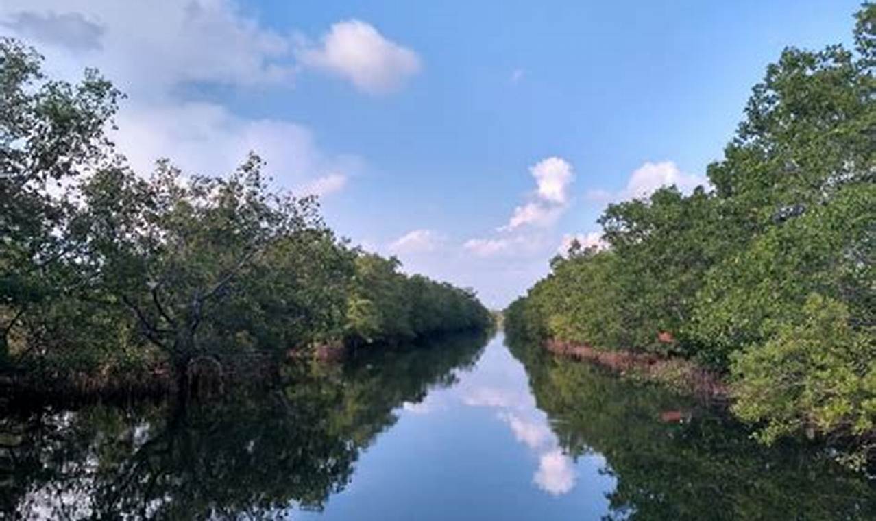 hutan mangrove bengkulu
