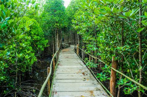 Hutan Mangrove Cilacap: Paket Lengkap Wisata Keindahan Dan Edukasi