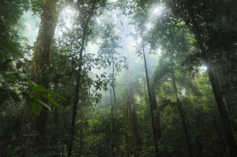 Hutan hujan tropis di Indonesia